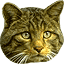 Uporabniški avatar