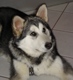 Uporabniški avatar