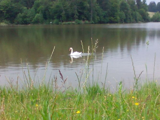 gradiškio.jpg